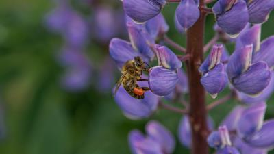 Bee insect lupine 4k wallpaper