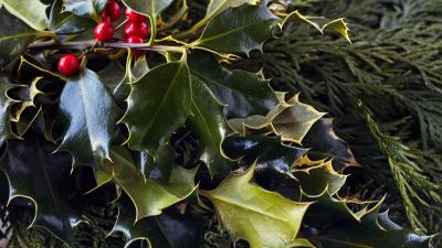 Branches berries needles 4k wallpaper