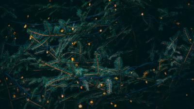 Branches garland spruce 4k wallpaper