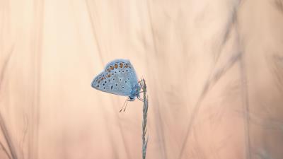 Butterflies wings ears 4k wallpaper