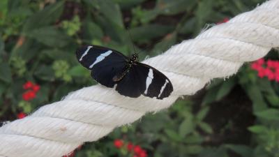 Butterfly cable plants weaving rope 4k wallpaper
