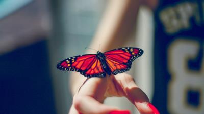 Butterfly insect hand 4k wallpaper