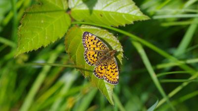 Butterfly insect wings yellow black 4k wallpaper
