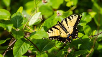 Butterfly insect wings 4k wallpaper