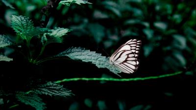 Butterfly leaves insect 4k wallpaper