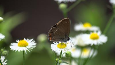 Butterfly wings daisys 4k wallpaper