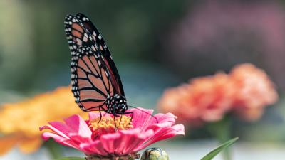 Butterfly wings flower black 4k wallpaper