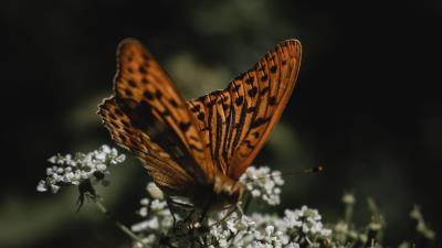 Butterfly wings flowers insect 4k wallpaper