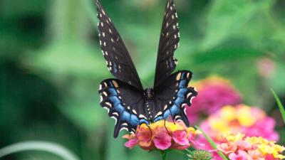 Butterfly wings pattern black blue 4k wallpaper