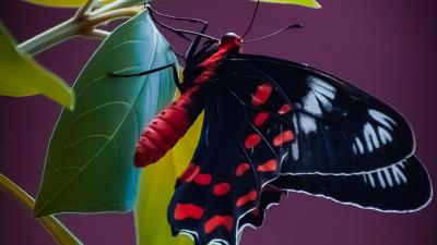 Butterfly wings pattern black red 4k wallpaper