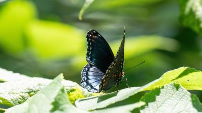 Butterfly wings pattern black white 4k wallpaper