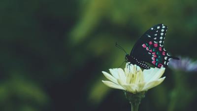 Butterfly wings pattern flower 4k wallpaper