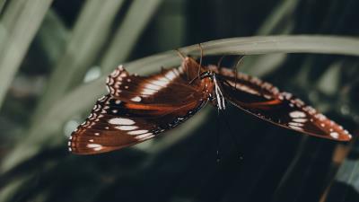 Butterfly wings pattern insect 4k wallpaper