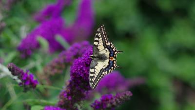 Butterfly wings pattern purple flower 4k wallpaper