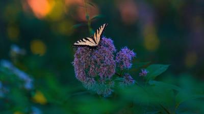 Butterfly wings tropical flowers 4k wallpaper
