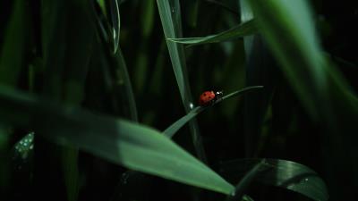 Ladybug insect grass 4k wallpaper