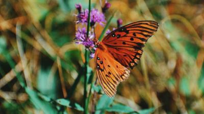 Monarch butterfly butterfly insect 4k wallpaper