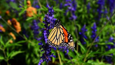 Monarch butterfly butterfly pattern 4k wallpaper