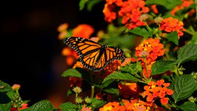 Monarch butterfly butterfly wings orange 4k wallpaper