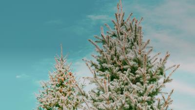 Spruce tree needles 4k wallpaper