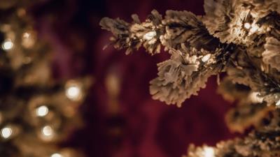 Tree branches white 4k wallpaper