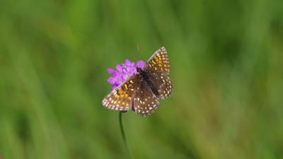 Wings butterfly flowers 4k wallpaper