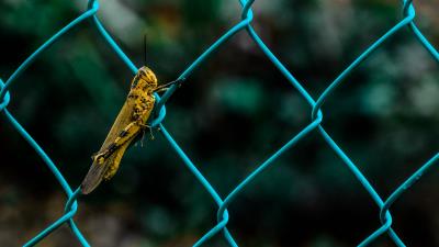 grasshopper insect fence mesh 4k wallpaper