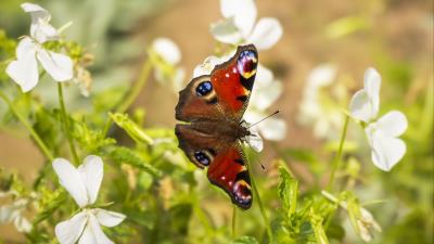 peacock eye butterfly wings 4k wallpaper