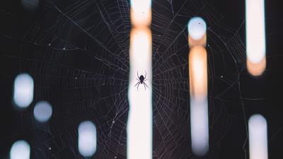 spider cobweb weave light 4k wallpaper