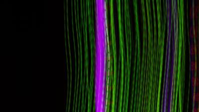 Stripes lines neon img 4k wallpaper