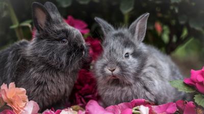 Rabbit rabbits fluffy gray flowers 4k wallpaper