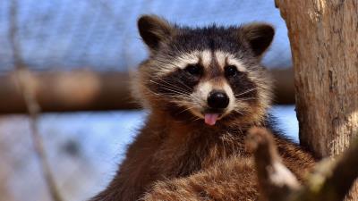 Raccoon protruding tongue muzzle 4k wallpaper