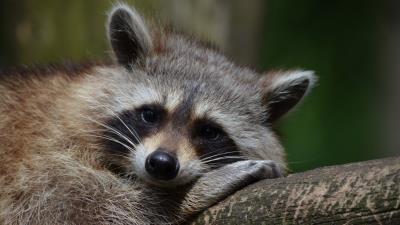 Raccoon snout animal lying 4k wallpaper