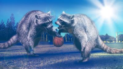 Raccoons basketball photoshop 4k wallpaper