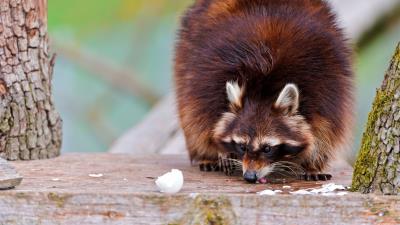 Raccoons fluffy food climbing 4k wallpaper