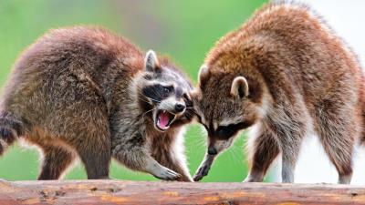 Raccoons raccoon couple fight 4k wallpaper