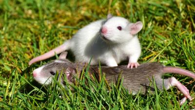 Rat couple grass walk 4k wallpaper