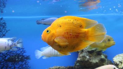 Razreshit napisanie latinicey fish swim underwate 4k wallpaper