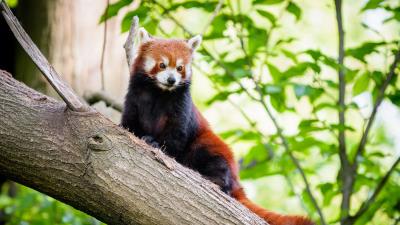 Red panda animal brown 4k wallpaper