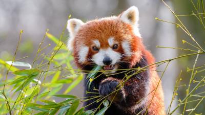 Red panda bamboo animal 4k wallpaper