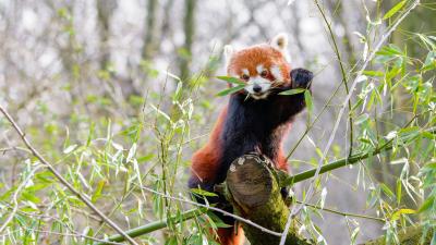 Red panda branches bamboo 4k wallpaper