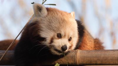 Red panda cute bamboo 4k wallpaper