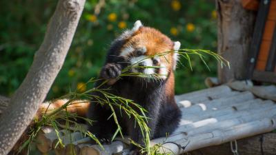 Red panda cute branch 4k wallpaper