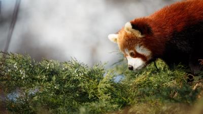 Red panda cute panda 4k wallpaper