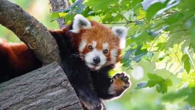 Red panda funny animal 4k wallpaper