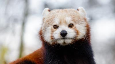 Red panda glance brown 4k wallpaper