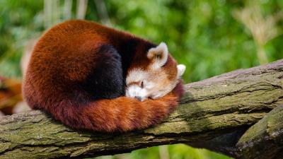 Red panda hd 4k wallpaper