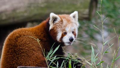 Red panda lesser panda protruding tongue image 4k wallpaper