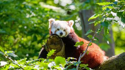 Red panda panda beast 4k wallpaper