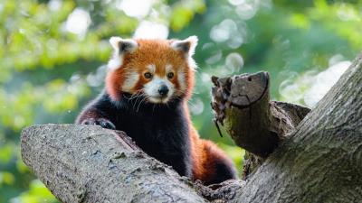 Red panda panda cute 4k wallpaper